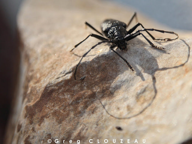 Grand capricorne du chêne (Cerambyx cerdo)