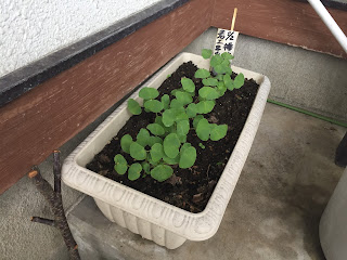 蕎麦の花