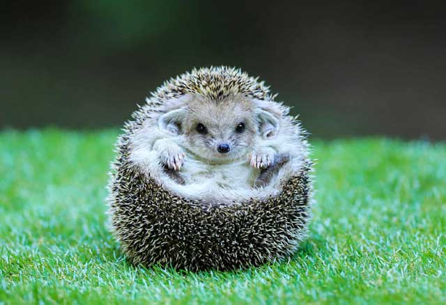 Hedgehog