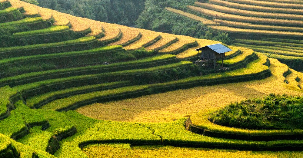 Mu Cang Chai, Stair Farm, Vietnam