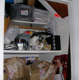 kitten in closet, before organizing