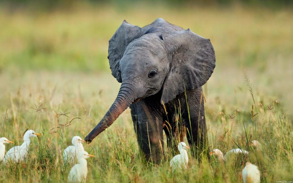 50 Powerful Photos Capture Extraordinary Moments In The Wild