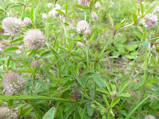 Trèfle Pied-de-lièvre - Trifolium arvense