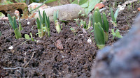 planta de narcisos