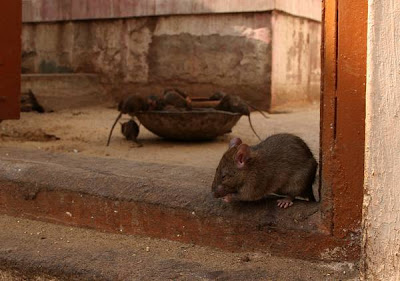 Rat temple