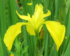 A flower of the yellow iris, Iris pseudacorus, on a wet Ravensbourne Meadow. 28 May 2011.