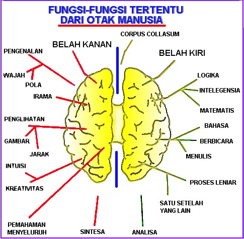 Tips Menyeimbangkan Otak Kiri & Otak Kanan