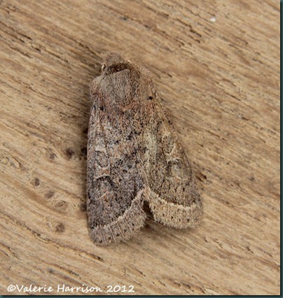 Common Quaker