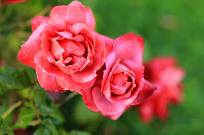 Red-Orange Roses - Flower Photography by Mademoiselle Mermaid