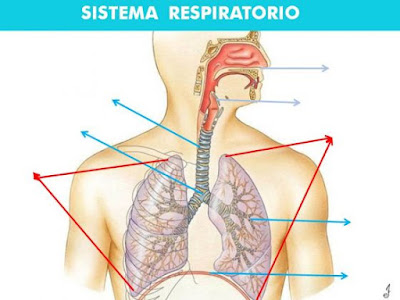 http://www.ceiploreto.es/sugerencias/florentino/laminas_interactivas/aparato_respiratorio01/actividad.html