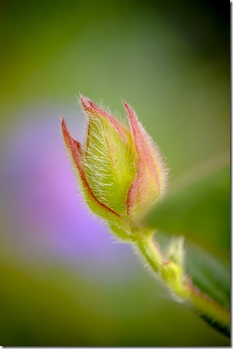 CLM_1490