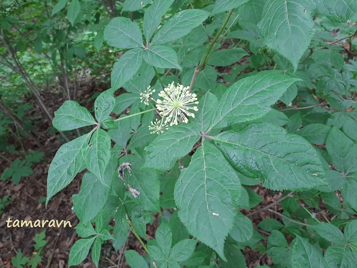 Элеутерококк колючий / Свободноягодник колючий (Eleutherococcus senticosus)