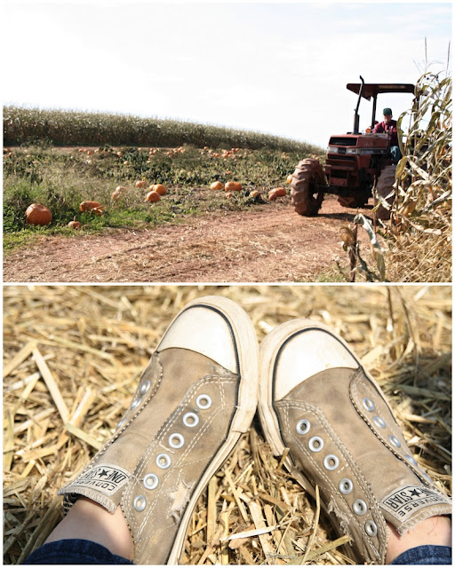 fields full of pumpkins