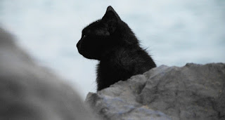 black cat