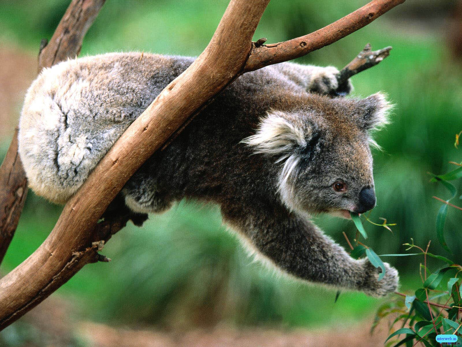 Funny Koala wallpaper Funny Animal