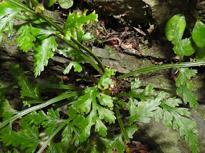 Stipe of Asplenium ritoense