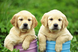 labrador puppies Labrador puppies retriever puppy cute dog dogs golden
perros puppys yellow baby perro lab pups labs cachorros cachorro
retrievers adorable