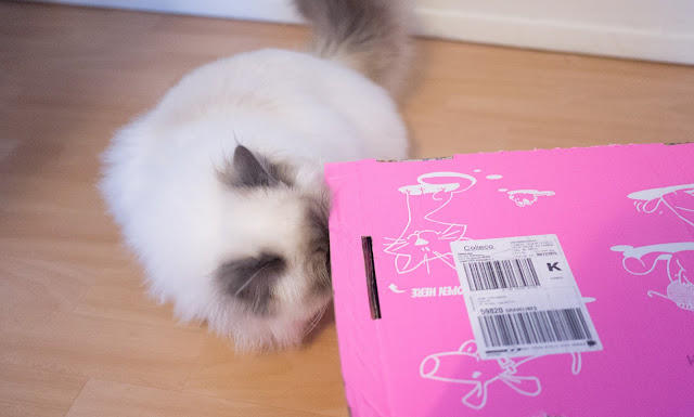 Leeloo ouvre sa miaoubox de Noël