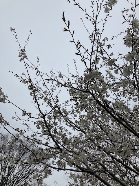 きっと大島桜