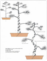 توزيع الأسلاك على البونساي , تقويم اشجارالبونساي Distribution  wires on bonsai trees