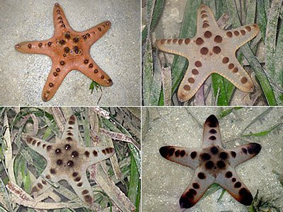 Starfish, Knobbly sea stars (Protoreaster nodosus)