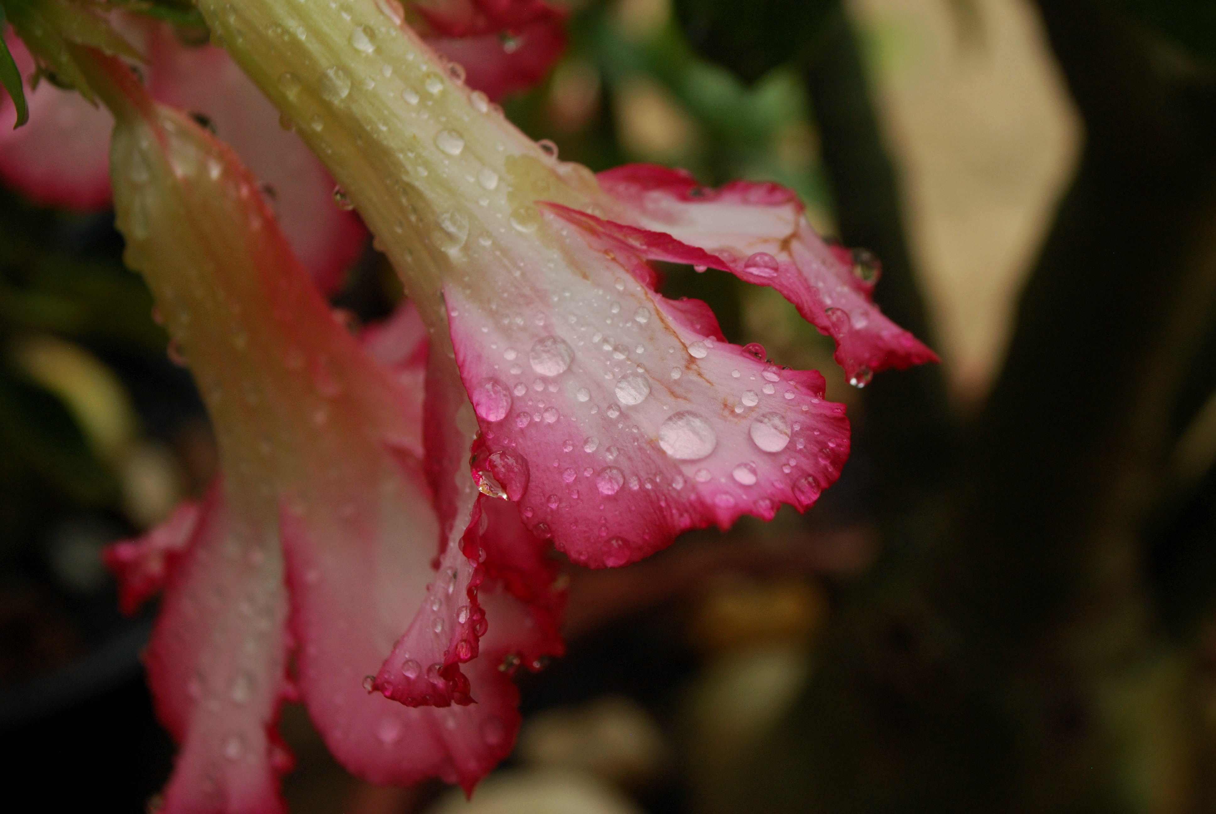 Foto: Floreios