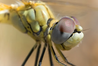 Para ampliar Sympetrum fonscolombii (Selys, 1840) hacer clic