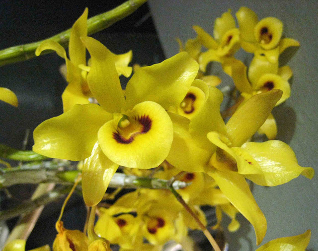 Kết quả hình ảnh cho Dendrobium friedericksianum