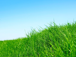 Grass Wallpapers