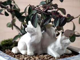 Akita dogs hidden in the shadow of Rock Cotoneasters