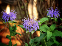 МОНАРДА Monarda garden сад tree дерево plant цветок flower растение grow выращивание vegetable огород многолетние fruit seeds grass семена berry growing landscaping трава planting gardening perennial посадка cultivation shrub фрукт ягода куст озеленение многолетник овощеводство cадоводство