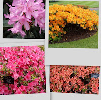 Rhododendron collage