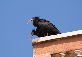 Northern Bald Ibis - Morocco