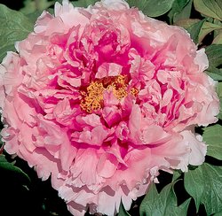 Пион 'Hanakisoi' / Пион 'Ханакисои' (Paeonia 'Hanakisoi')