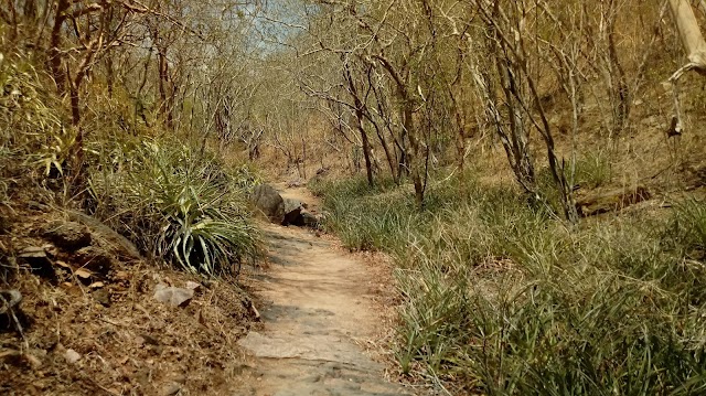 FRASE DO DIA: NÃO IMPORTA SE O CAMINHO TEM OU NÃO SINALIZAÇÃO, CAMINHE