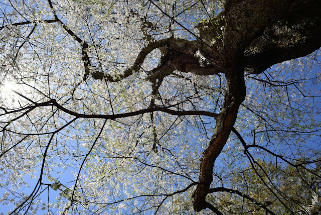 八方尾根　桜　nikkor 24mm f2