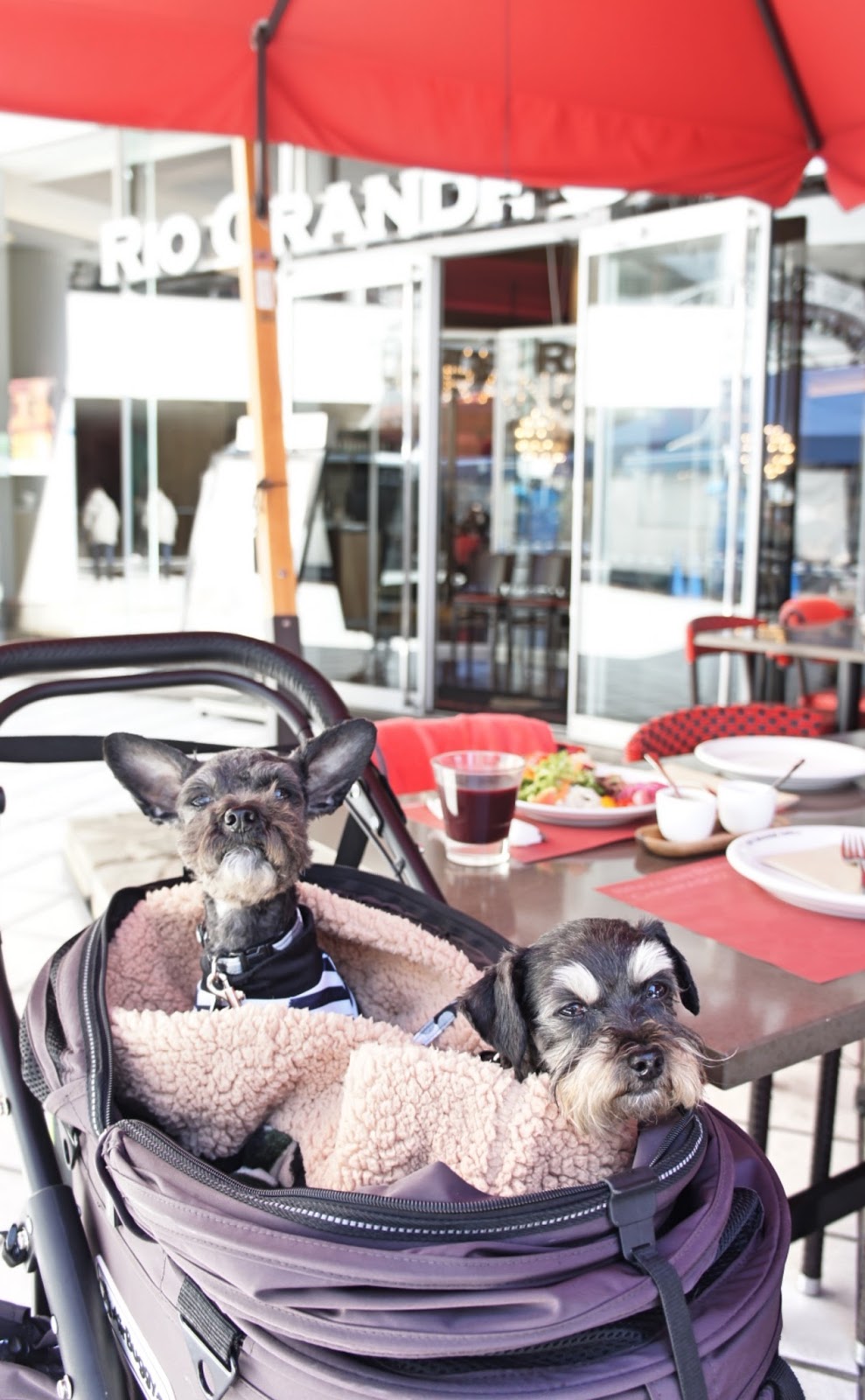 Travel With Small Dogs ちびわんと旅しよう リオグランデグリル 横浜ベイクォーター店 テラスならペット同伴でシュラスコが食べ られるお店