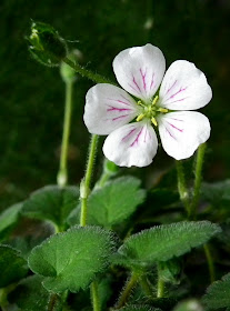 Erodium x Variable Album - white heron's-bill flower and hairy leaves