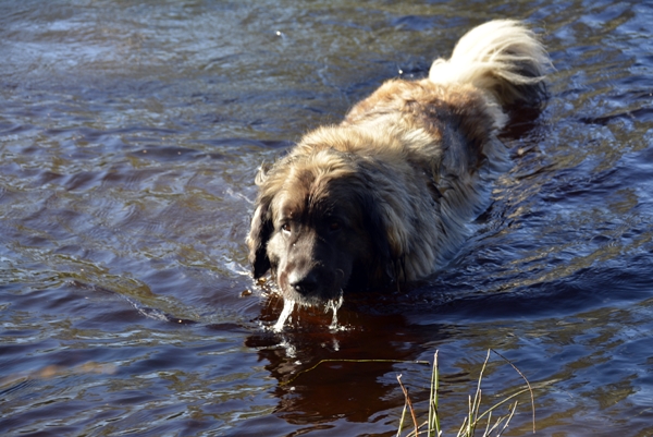 leik på jordet leonberger elva