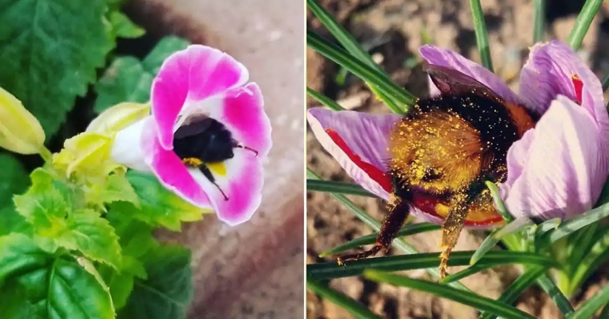 Cute Pictures Of Bumblebees That Fell Asleep Inside Flowers