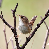 Sedge Wren – Minas Gerais, Brasil – Nov. 2014 – photo by Hector Bottai