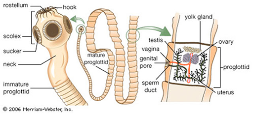 Anatomía general y sistema reproductor de Taenia saginata