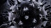 ما هو الفطر الأسود وكيف يصاب به الإنسان وما علاقته بالكورونا