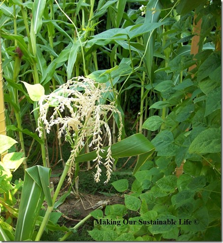 bean-saving-corn-959x1024