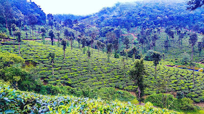 hidden places in Coimbatore - Valparai Hill Station