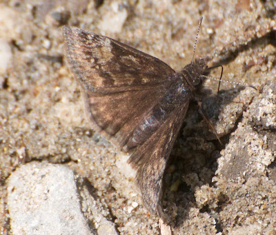 Juvenal's Duskywing (Erynnis juvenalis)