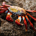 5 Parasites Parasitic Organisms Found In Or On Crabs - Being Impregnated By Parasites