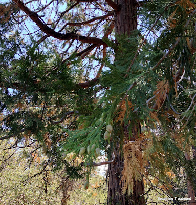 Calocedrus decurrens  (bastard cedar, incense cedar, post cedar, white cedar)