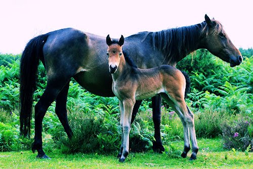 Fotografías de caballos II (Equinos de Pura Sangre)