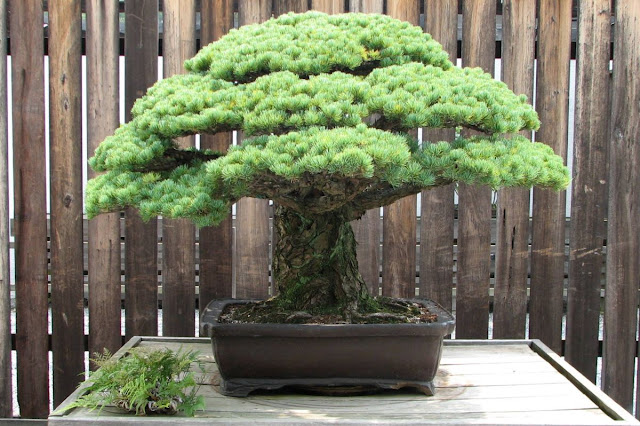 A magnifica arte do Bonsai